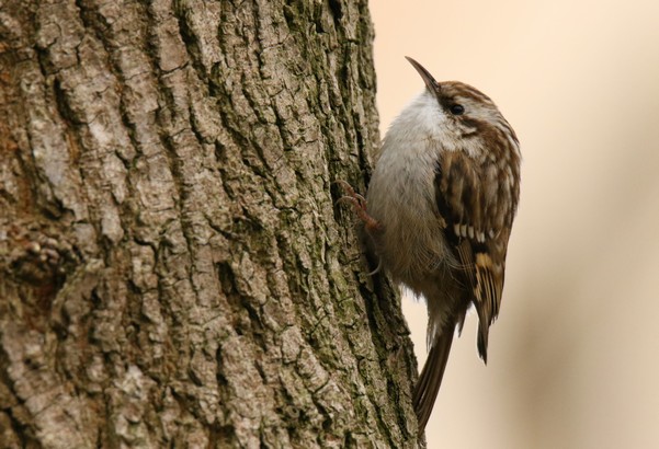 Découverte des oiseaux du Parc Montsouris